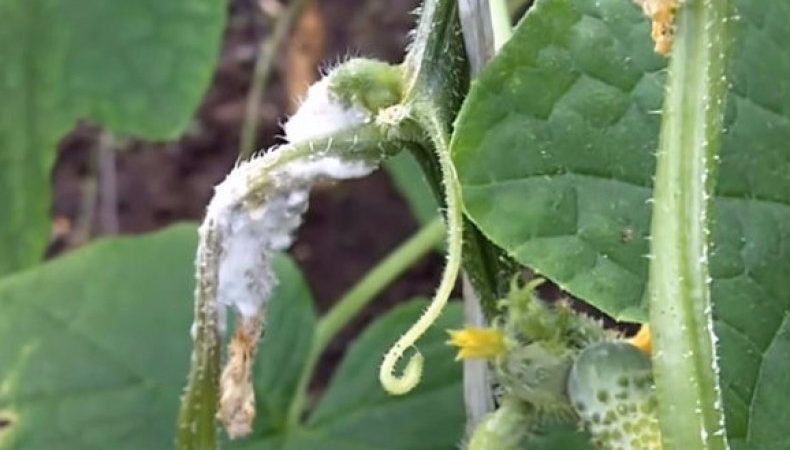 Vyaznikovskie cucumber variety - incomparable fresh and good for winter harvesting