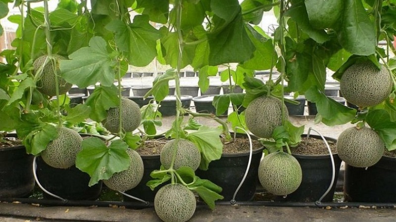 Instructions for growing melons in Siberia in the open field for beginner gardeners