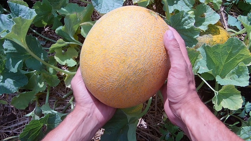 Instructions for growing melons in Siberia in the open field for beginner gardeners