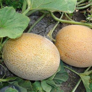 Instructions for growing melons in Siberia in the open field for beginner gardeners