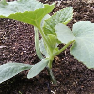 Instructions for growing melons in Siberia in the open field for beginner gardeners