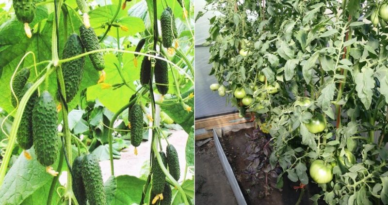 Is it possible to grow cucumbers and tomatoes together in the same polycarbonate greenhouse