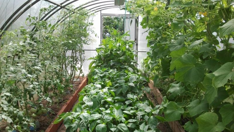 Is it possible to grow cucumbers and tomatoes together in the same polycarbonate greenhouse