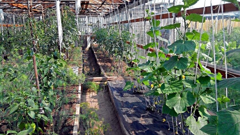 Is it possible to grow cucumbers and tomatoes together in the same polycarbonate greenhouse