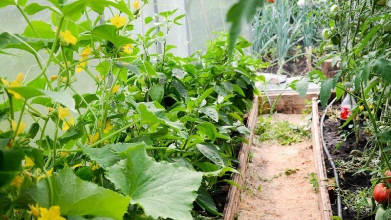Is it possible to grow cucumbers and tomatoes together in the same polycarbonate greenhouse