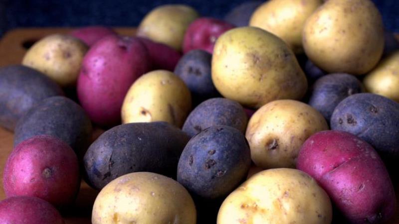 Does potatoes cause gas and why does the stomach swell from it?