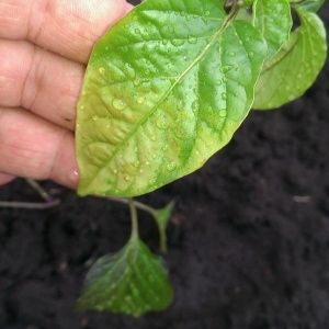 Pepper leaves turn yellow in the greenhouse: what to do to quickly and effectively solve the problem