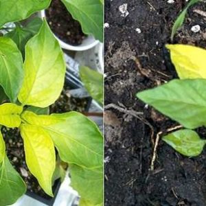 Pepper leaves turn yellow in the greenhouse: what to do to quickly and effectively solve the problem