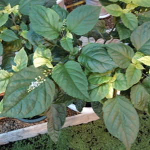 Pepper leaves turn yellow in the greenhouse: what to do to quickly and effectively solve the problem