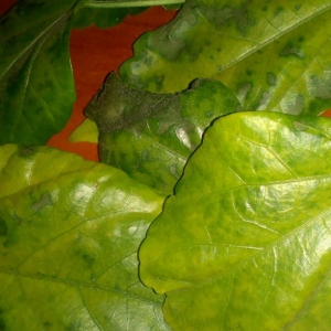 Pepper leaves turn yellow in the greenhouse: what to do to quickly and effectively solve the problem