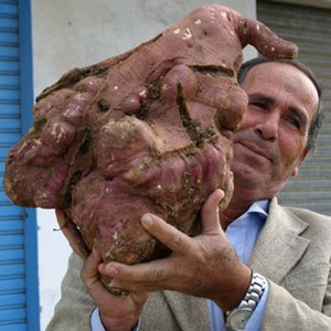 Who grew the largest potato in the world and what does it look like