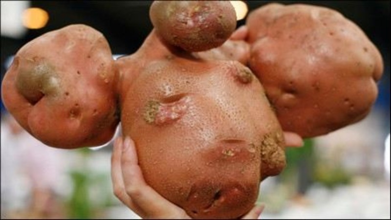 Who grew the largest potato in the world and what does it look like