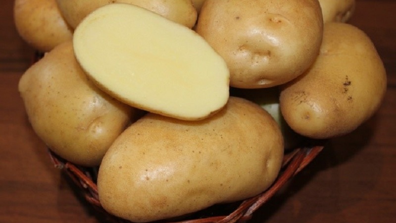 Who grew the largest potato in the world and what does it look like