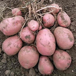 Who grew the largest potato in the world and what does it look like