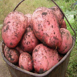 Medium early, unpretentious potato variety Red Fantasy with bright oval tubers