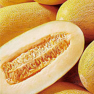 We grow a delicious harvest on our own: how a melon grows in a greenhouse, open field and at home