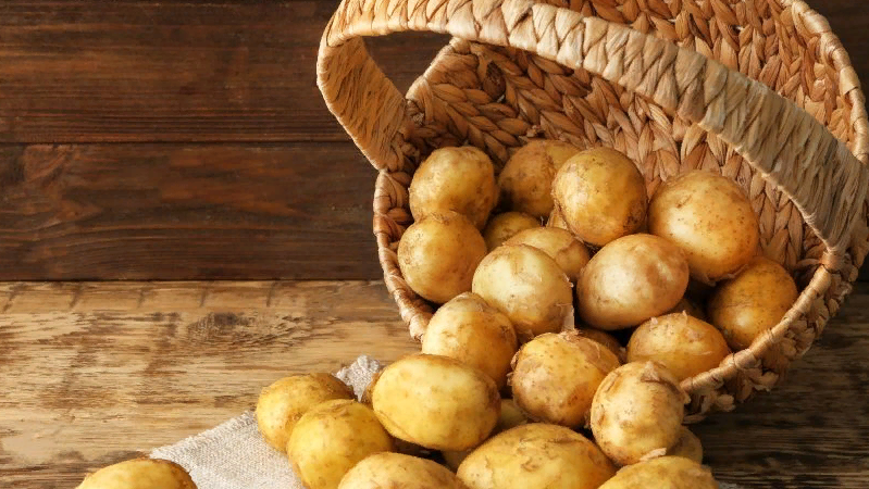 An early ripe, undemanding potato variety Latona with yellow tubers