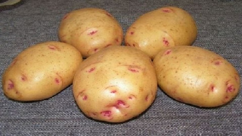 Potato variety Limonka: description, characteristics and reviews