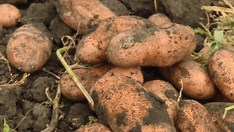 Unpretentious potato variety Early morning: even beginners can grow