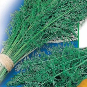 The best varieties of bush dill for a rich green harvest