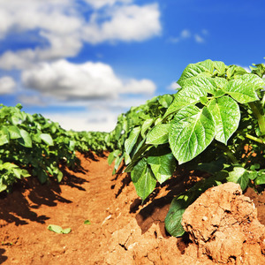 Medium-early resistant Satina potato variety that does not require much effort to grow