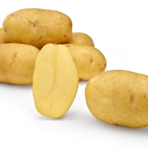 Medium-early resistant Satina potato variety that does not require much effort to grow