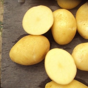Medium-early resistant Satina potato variety that does not require much effort to grow