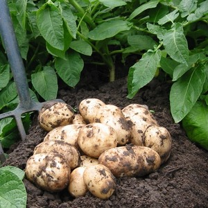 Medium early resistant potato variety Satina, which does not require much effort to grow