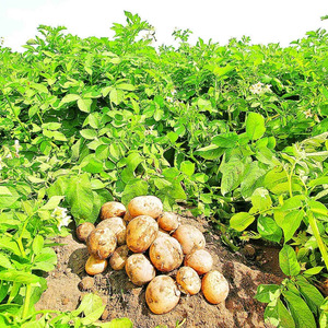 Description and characteristics of the La Perla potato variety