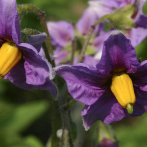 Description and characteristics of the La Perla potato variety