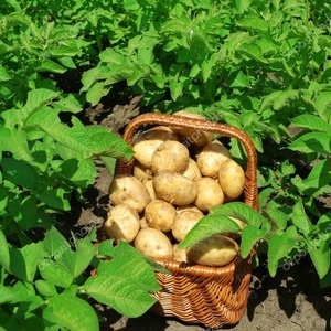 Description and characteristics of the La Perla potato variety