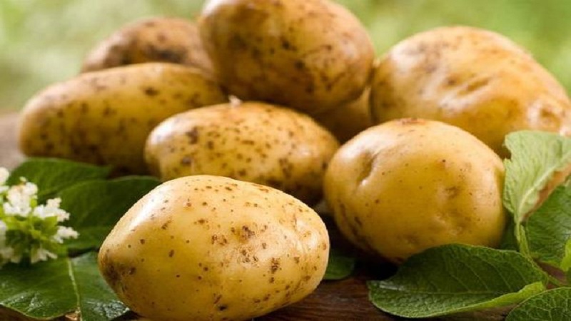 What is good about the German Zekura potato variety: description, characteristics and reviews