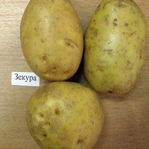 What is good about the German Zekura potato variety: description, characteristics and reviews