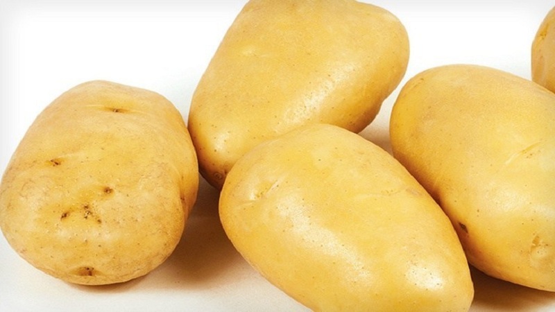 What is good about the German Zekura potato variety: description, characteristics and reviews