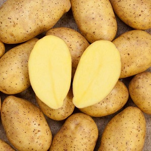 What is good about the German Zekura potato variety: description, characteristics and reviews