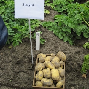What is good about the German Zekura potato variety: description, characteristics and reviews