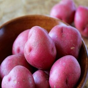 Capricious to care for, but very productive and tasty German potato variety Merlot
