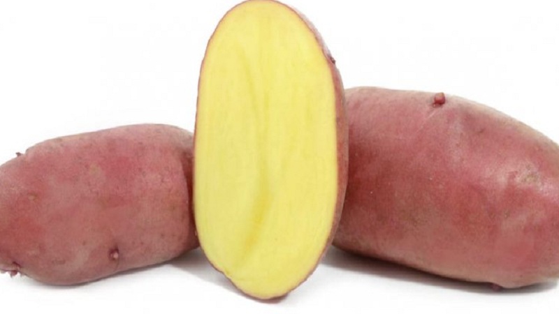 Capricious to care for, but very productive and tasty German potato variety Merlot