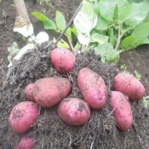 Capricious to care for, but very productive and tasty German potato variety Merlot