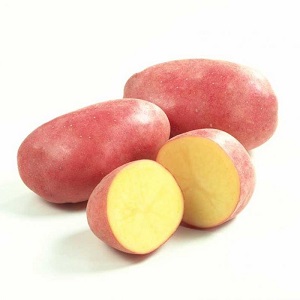 Capricious to care for, but very productive and tasty German potato variety Merlot