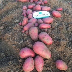 Capricious to care for, but very productive and tasty German potato variety Merlot