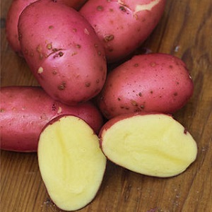 Capricious to care for, but very productive and tasty German potato variety Merlot