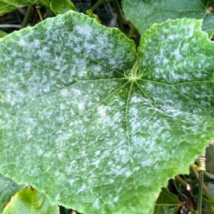 What to do if cucumbers do not grow: top dressing recipes