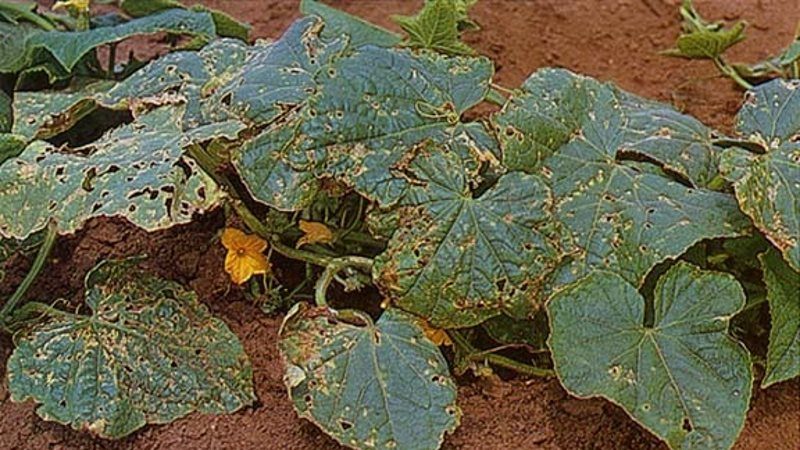 What are the diseases of cucumber seedlings: photo and description