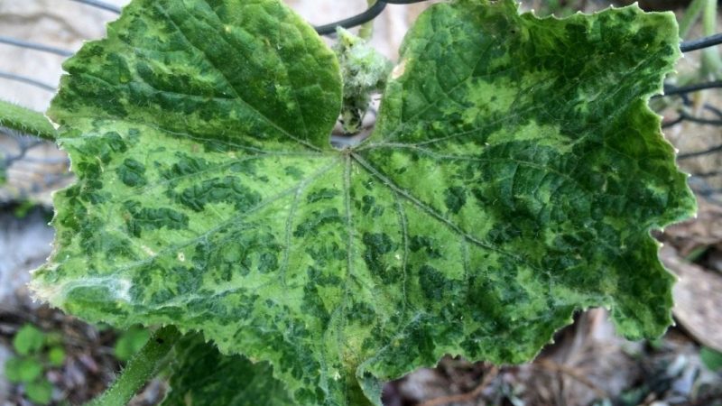What are the diseases of cucumber seedlings: photo and description