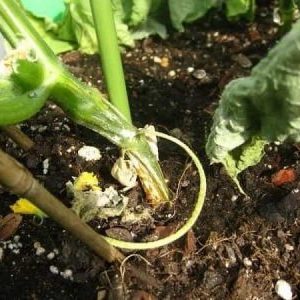 What are the diseases of cucumber seedlings: photo and description