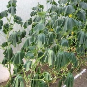 What are the diseases of cucumber seedlings: photo and description