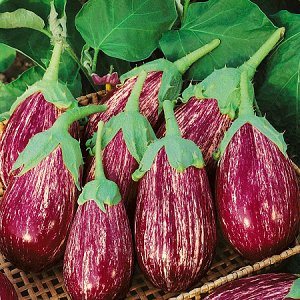 We understand the varieties of eggplant: what are their differences