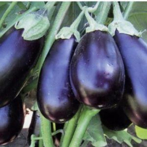 We understand the varieties of eggplant: what are their differences