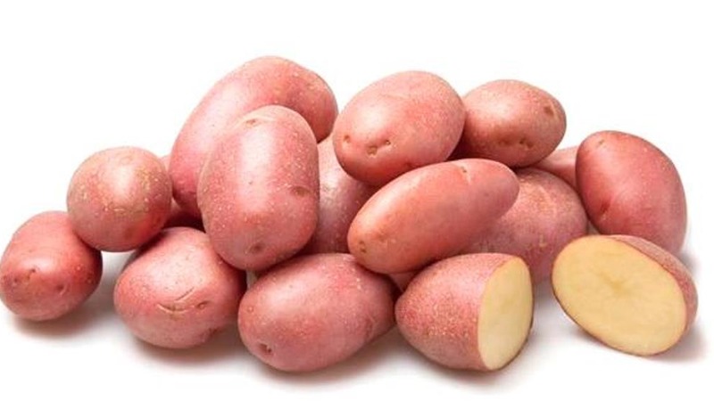 Early maturing drought-resistant potato variety Red Lady for long storage